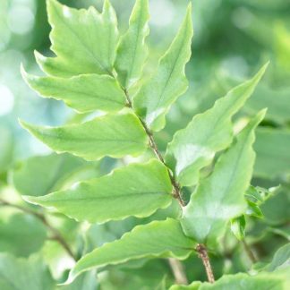 Cyrtomium Fortunei Clivicola - Evergreen Fern