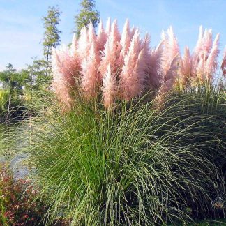 Pink Pampas Grass - Cortaderia Selloana Rosea