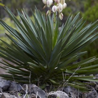 Yucca Gloriosa - Hardy Green Yucca - Adams Needle