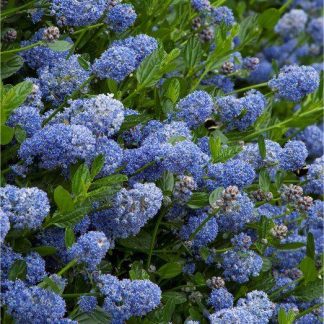 Ceanothus Victoria - Evergreen Californian Lilac - Pack of Three Plants
