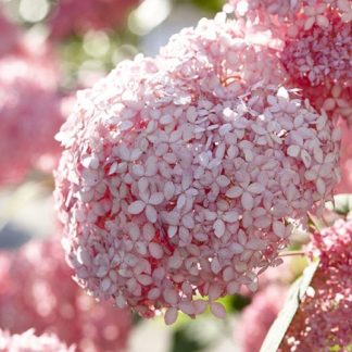 Hydrangea Arborescens Pink Annabelle - Invincibelle Spirit
