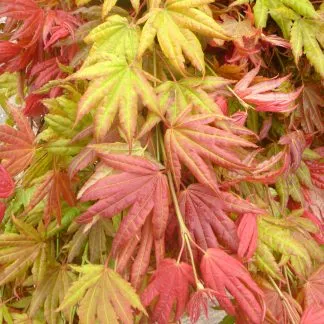 Acer Shirasawanum 'Moonrise' - Japanese Maple - Extra Large