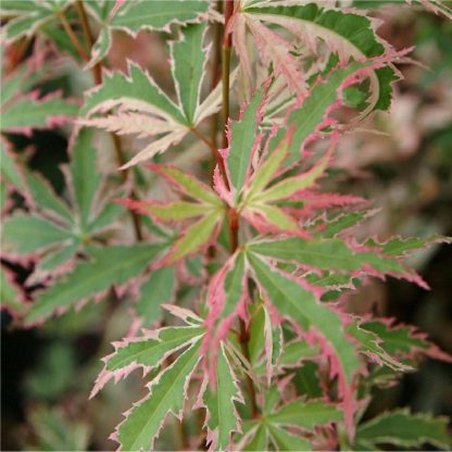 Acer Palmatum Butterfly