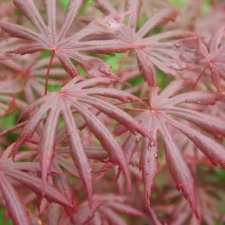 Red Japanese Maple Tree - Acer Palmatum Trompenburg