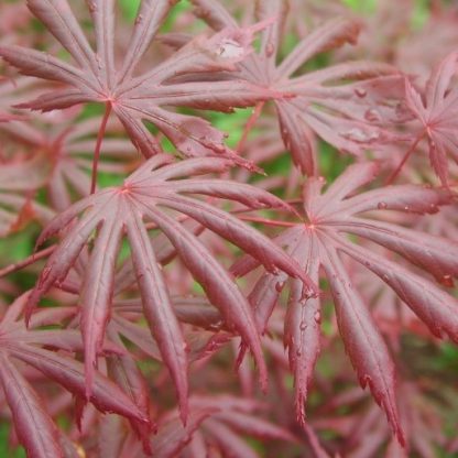 Red Japanese Maple Tree - Acer Palmatum Trompenburg