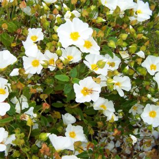 Cistus Salviifolius - White Rock Rose Obtusifolius