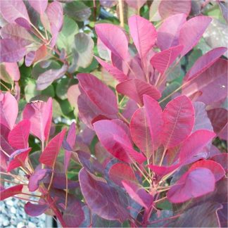 Cotinus Coggygria 'Red Spirit' - Smoke Bush
