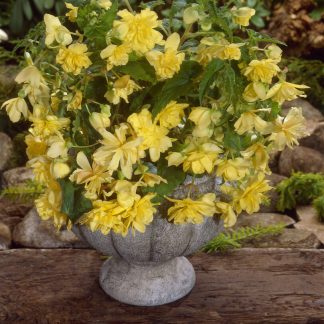 Begonia Pendula Yellow - Perfect For Tubs And Baskets