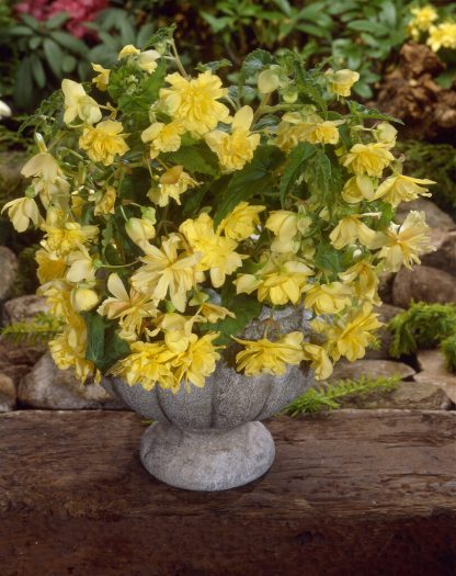 Begonia Pendula Yellow - Perfect For Tubs And Baskets