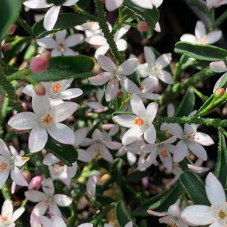 Eriostemon 'White Star' - Wax Flower