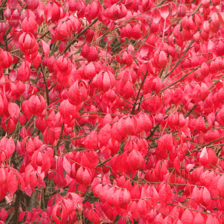 Euonymus Alatus Compactus - Burning Bush