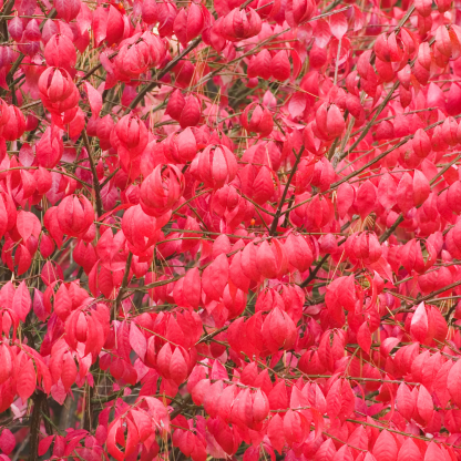 Euonymus Alatus Compactus - Burning Bush