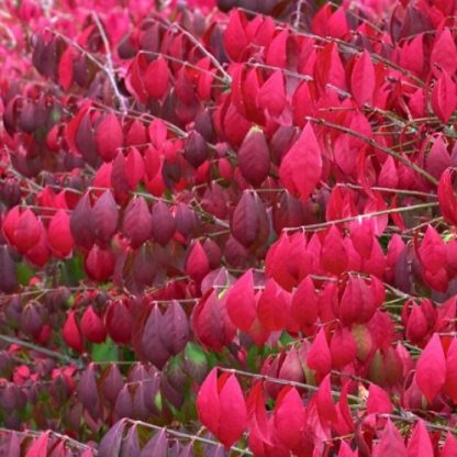 Euonymous Alatus - Burning Bush Euonymus - Large Specimen