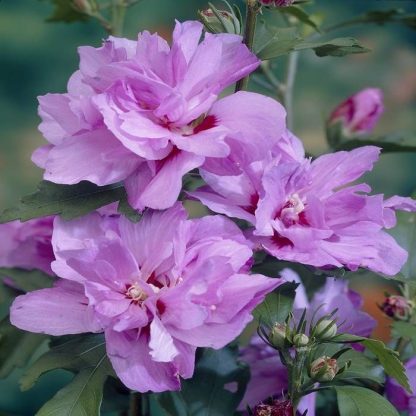 Hibiscus Syriacus Ardens - Candy Floss Rose of Sharon