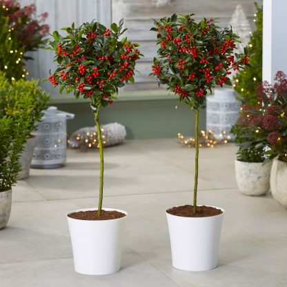 Pair of Premium Quality Festive Holly Trees Covered in Berries With Contemporary White Planters