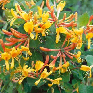 Lonicera x Tellmanniana - Honeysuckle