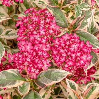 Hydrangea Serrata 'Euphoria Pink' - Variegated Hydrangea