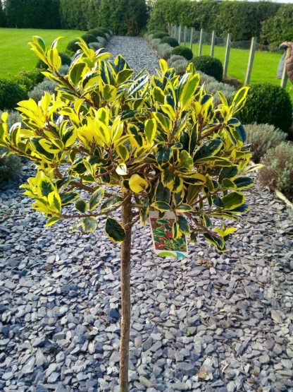 Ilex Golden Van Tol - Standard Female Holly Tree