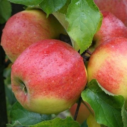 Patio Fruit Tree - Malus Domestica Summerred - Apple