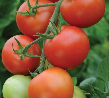 Tomato Plant Moneymaker