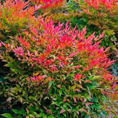 Nandina Domestica Gulf Stream - Heavenly Bamboo - Large Specimen