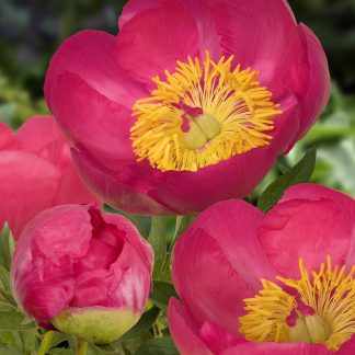 Paeonia Lactiflora 'Flame' - Large Flowered Herbaceous Peony