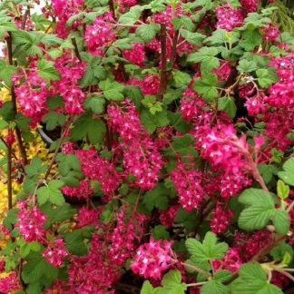 Ribes Sanguineum King Edward VII - Flowering Currant Shrub