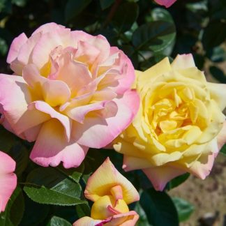 Rose Peace - Gloria Dei Hybrid Tea Rose