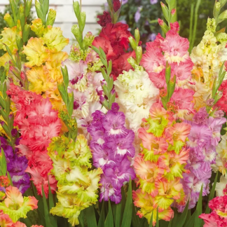 Gladioli Ruffle Mixed - Pack of Five Bare Root Plants