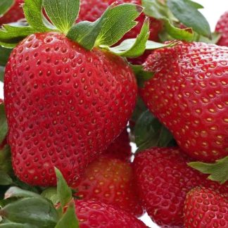 Strawberry 'Hapil' - Grow Your Own Strawberries