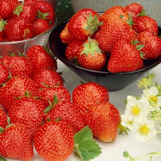 Strawberry 'Cambridge Favourite' - Grow Your Own Strawberries