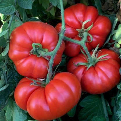 Tomato Plant Beefsteak Super Marmande