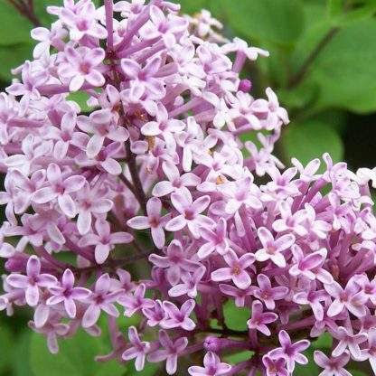 Syringa Palibin - Dwarf Scented Lilac Bush