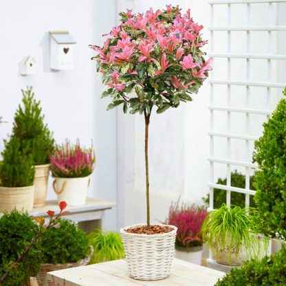Hardy Evergreen Photinia Serratifolia Pink Crispy 90-120cm (3-4ft) Standard Topiary Tree