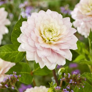 Dahlia - Decorative Small-Flowered Silver Years