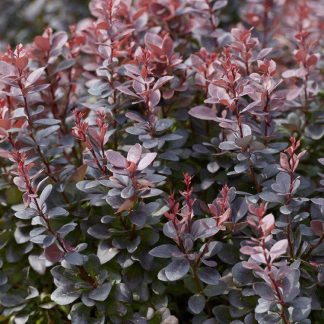 Berberis Thunbergii Atropurpureum - Purple Barberry