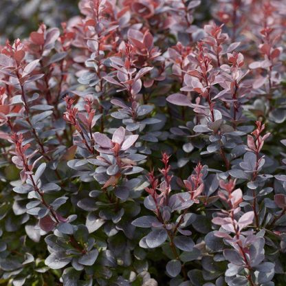 Berberis Thunbergii Atropurpureum - Purple Barberry