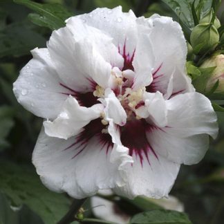 Hibiscus Syriacus Speciosus - Double Ice Cream Rose of Sharon