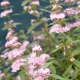 Caryopteris Clandonensis Stephi - Pink Caryopteris
