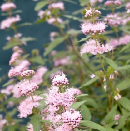 Caryopteris Clandonensis Stephi - Pink Caryopteris
