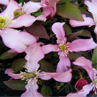 Clematis Montana 'Warwickshire Rose'
