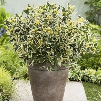 Diervilla Sessilifolia Cool Splash - Bush Honeysuckle - New & Exclusive