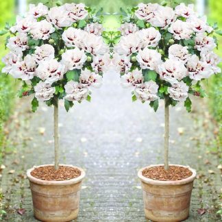 Pair of Patio Standard Hibiscus Trees - Double Ice Cream