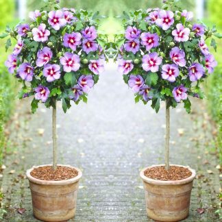 Pair of Patio Standard Hibiscus Trees - Marina Blue
