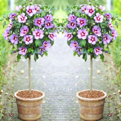 Pair of Patio Standard Hibiscus Trees - Marina Blue