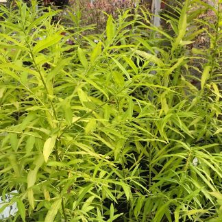 Salix Udensis Golden Sunshine - Gold Leaf Willow