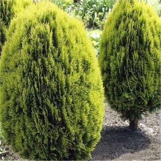 Thuja Orientalis Aurea Nana (Platycladus)