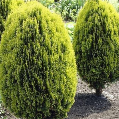 Thuja Orientalis Aurea Nana (Platycladus)