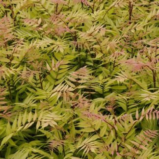 Sorbaria Sorbifolia Sem