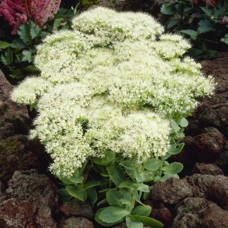 Sedum Iceberg - Stardust Sedum